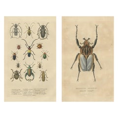 Antique Beetles of the World: A Collection of Handcolored Engravings from 1845