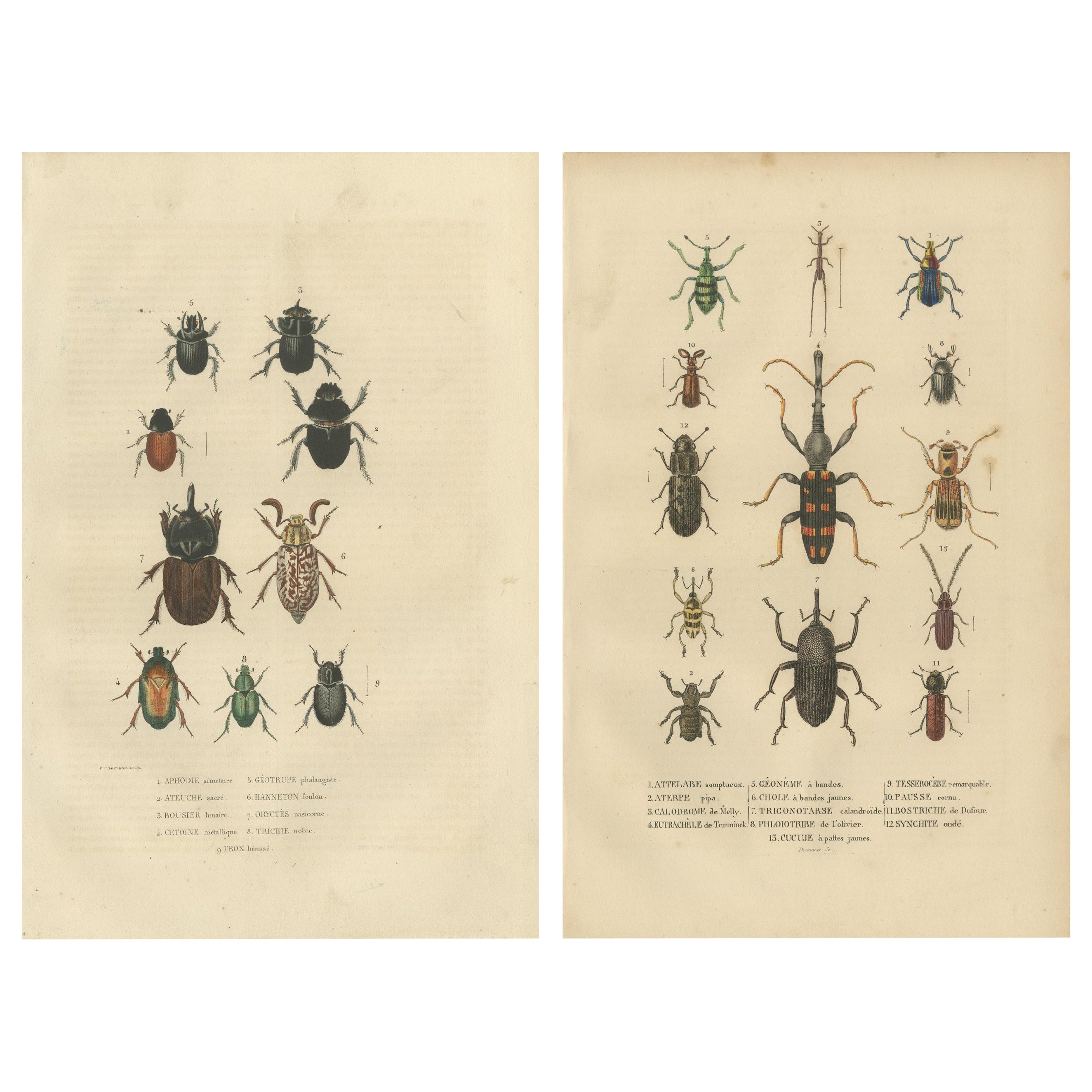 Entomological Elegance: A Collection of 19th Century Beetle Engravings For Sale