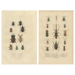 Entomologische Eleganz: Eine Sammlung von Käfergravuren aus dem 19.