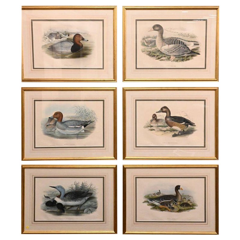 Set of Six Framed and Matted Duck Prints For Sale