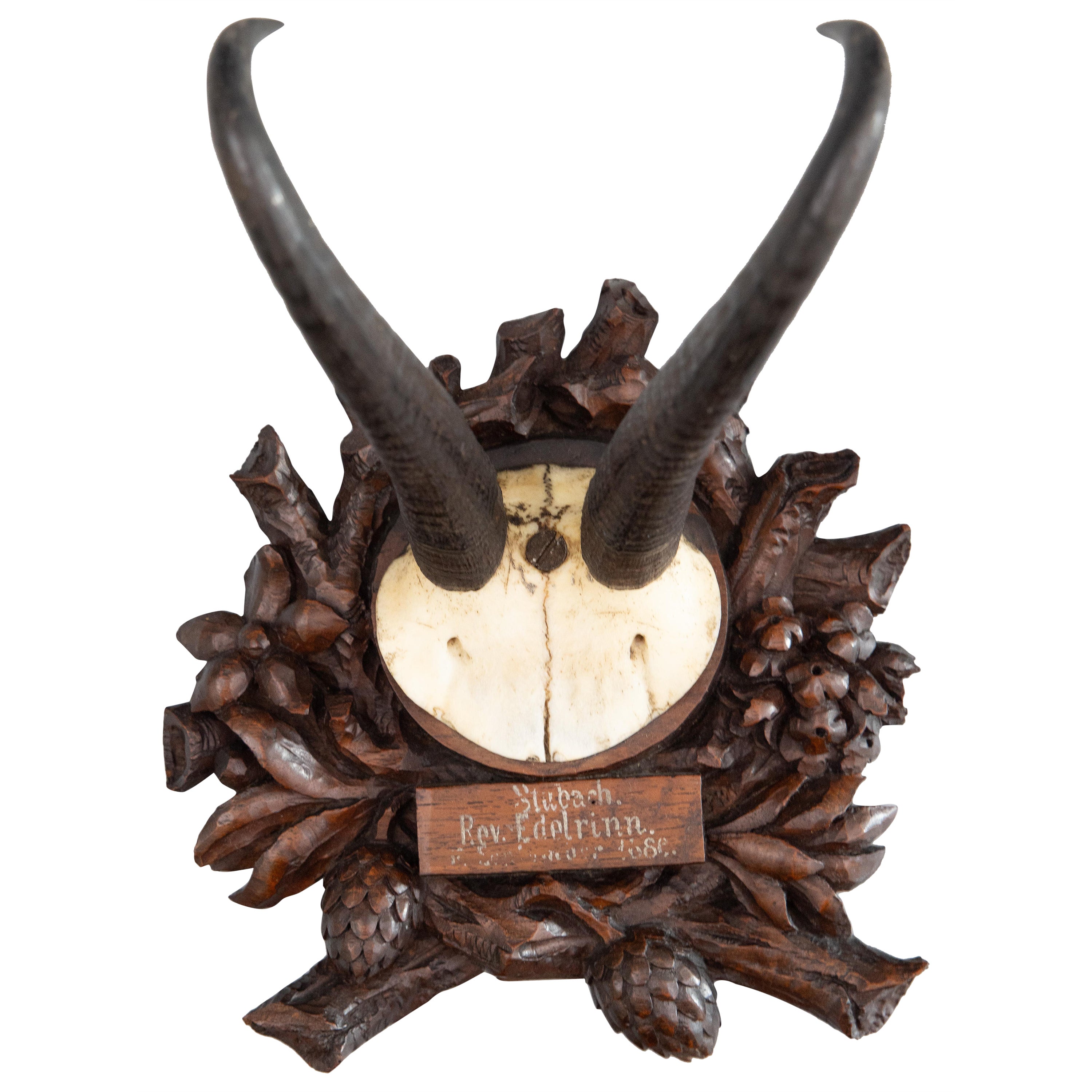 Antique trophée de chasse en cornes de la Forêt-Noire de Chamois monté en 1886