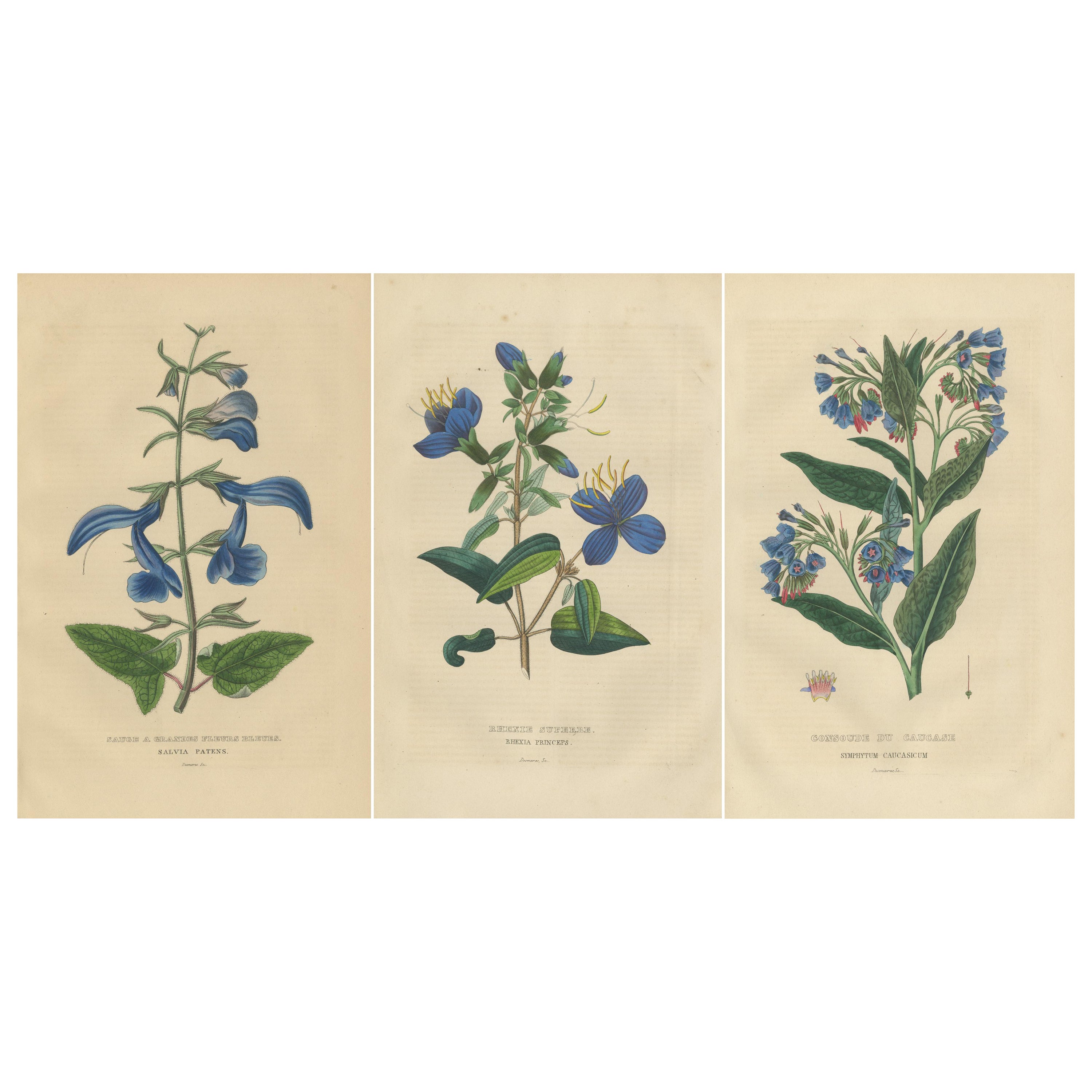 Flora's Chromatic Splendor: Handkolorierte Gravuren von 1845