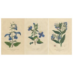 Antique Flora's Chromatic Splendor: Hand-Colored Engravings of 1845