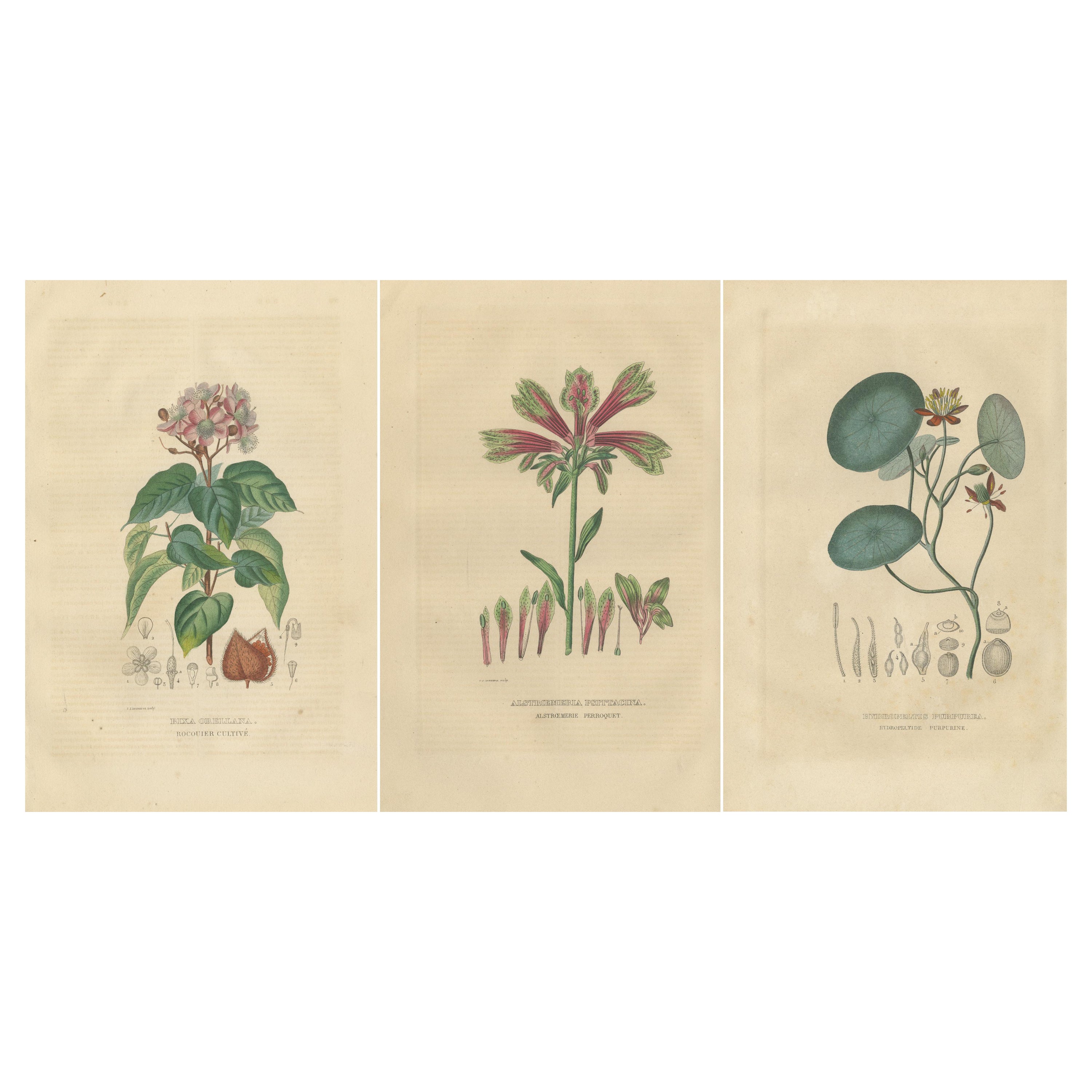 Heritage Blossoms: A Trio of 1845 Hand-Colored Botanical Engravings For Sale