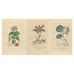 Blossoms du patrimoine : Trio de gravures botaniques colorées à la main de 1845