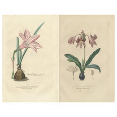 Verdure Vintage : Gravures originales coloriées à la main de la flore de 1845