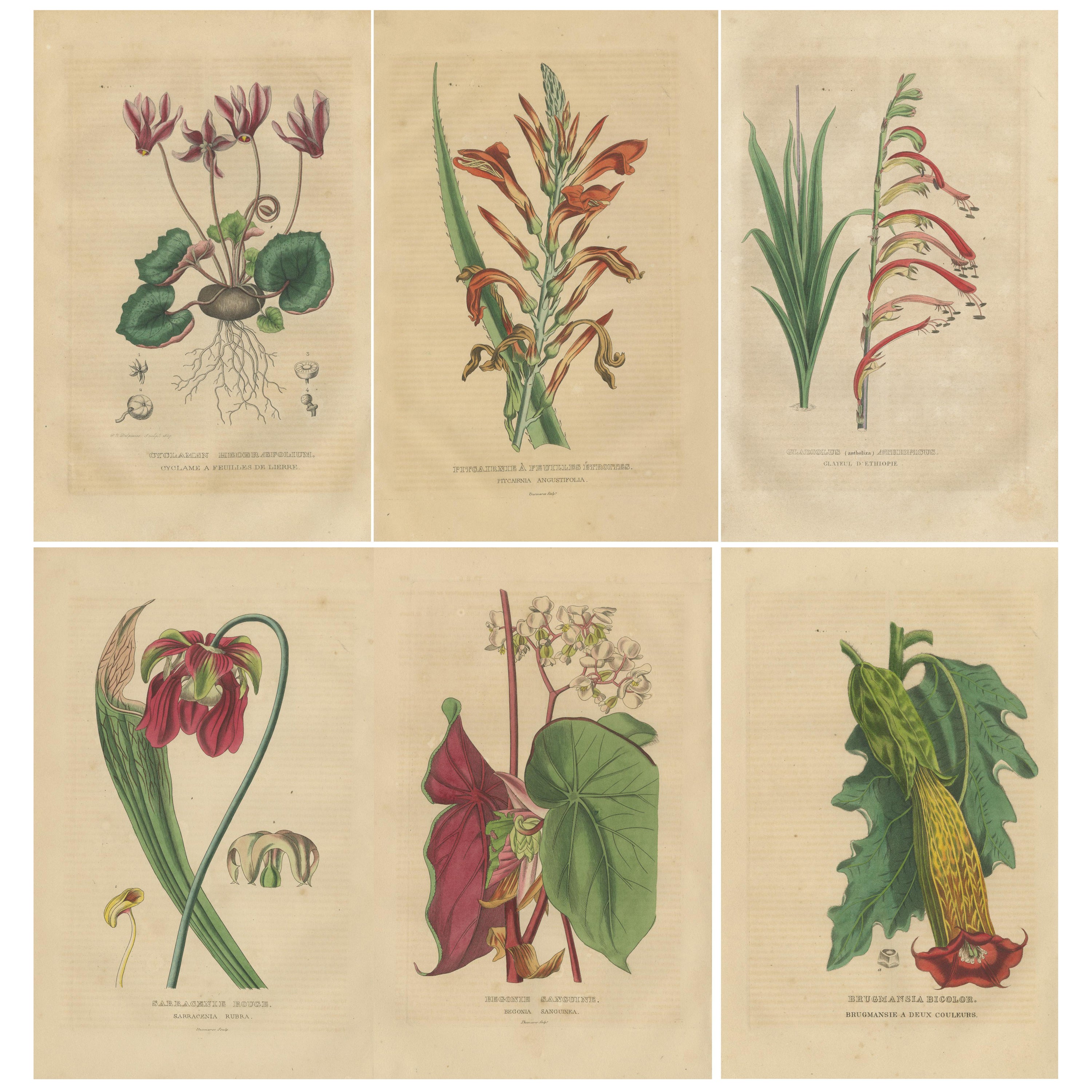 Botanical Raritäten: Einzigartige handkolorierte Gravuren aus dem Jahr 1845 im Angebot