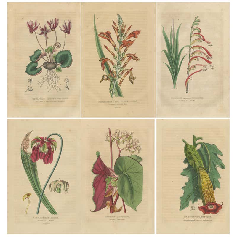Botanical Elegance: Antique Engravings from Johann Weinmann's ...