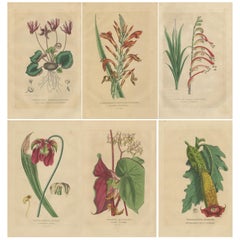 Antique Botanical Rarities: Pristine Hand-Colored Engravings from 1845