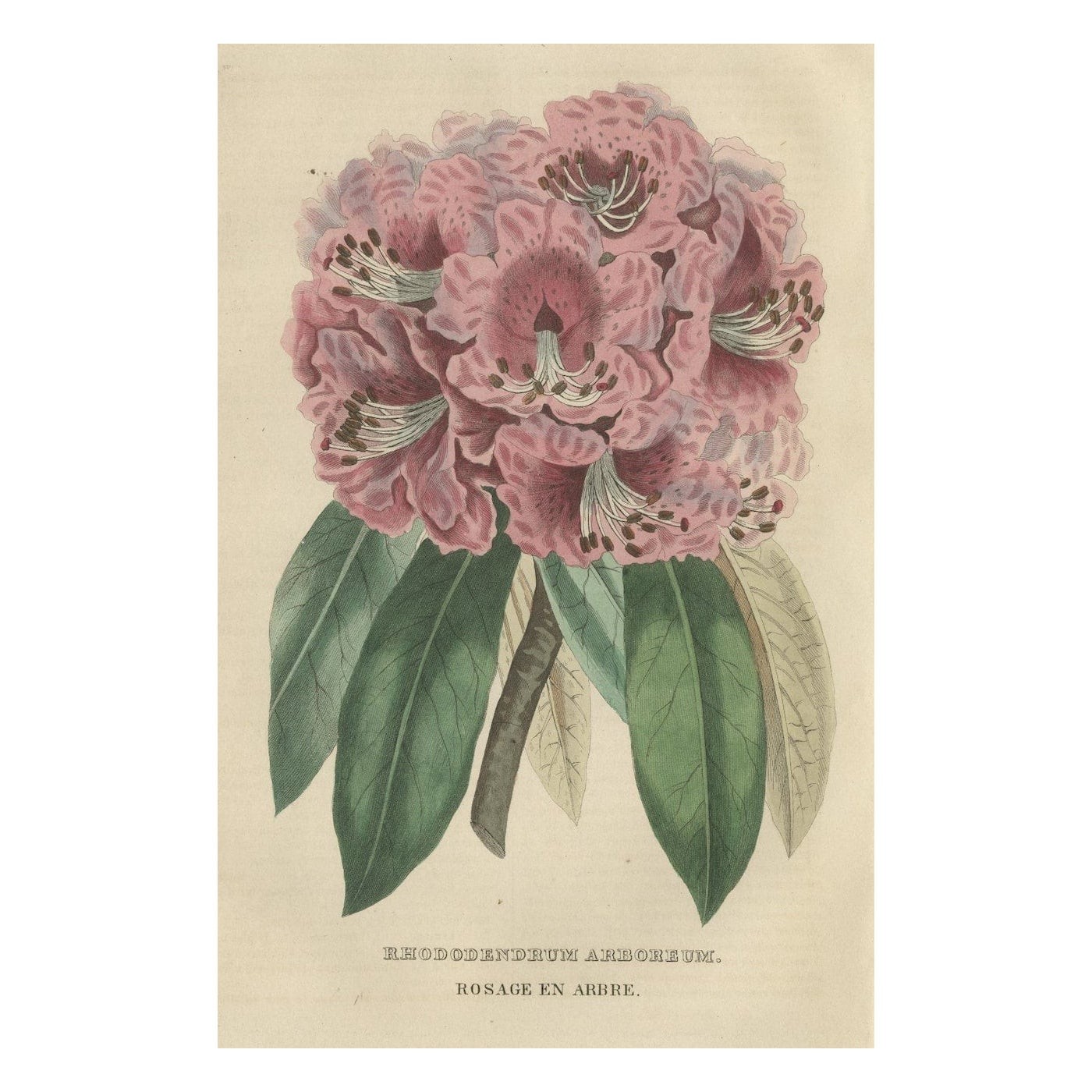 Rhododendron d'arbre : une gravure originale colorée à la main de 1845 en vente