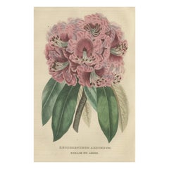 Rhododendron d'arbre : une gravure originale colorée à la main de 1845