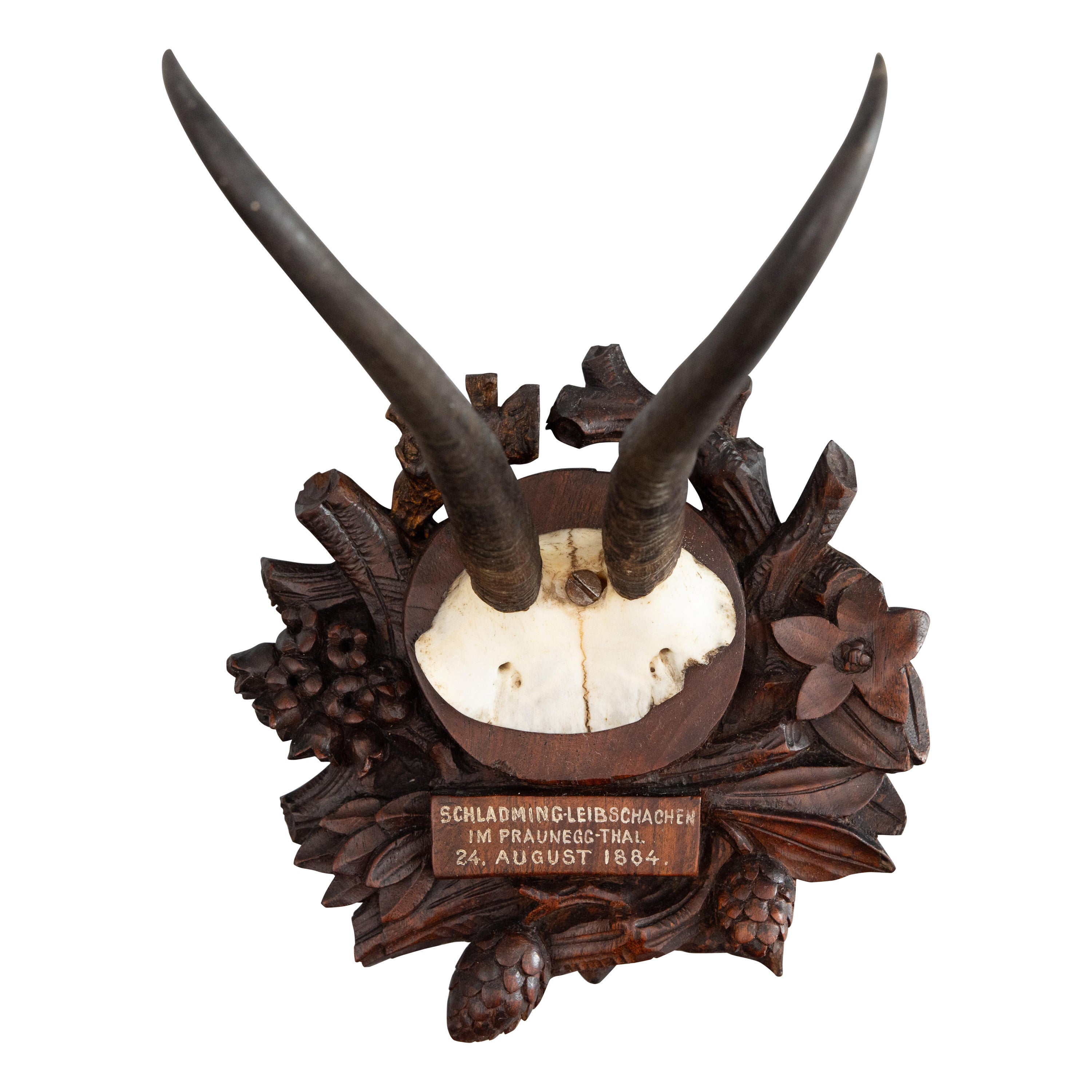 Antique trophée de chasse en cornes de la Forêt-Noire de Chamois monté en 1884