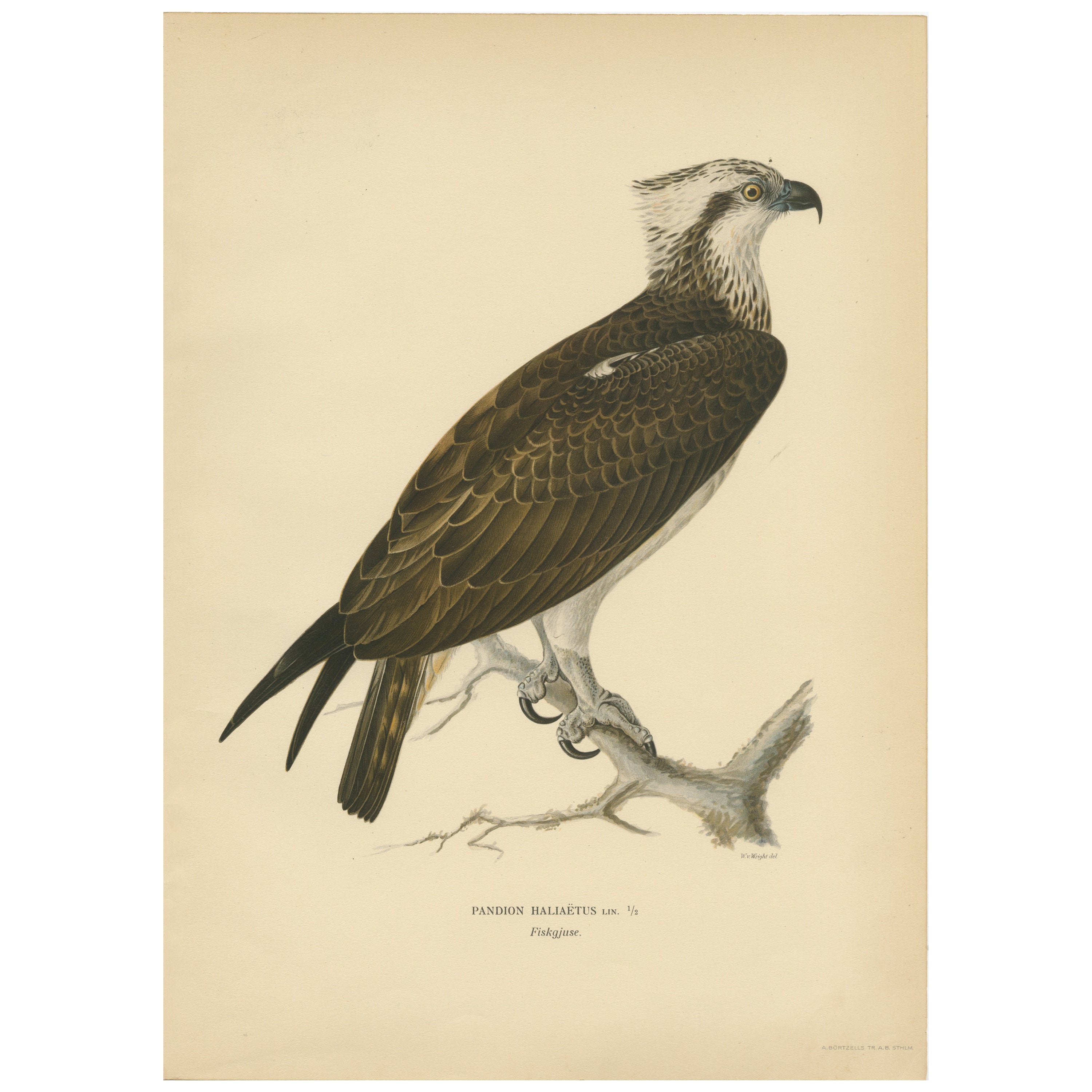 Perched Majesty: The Osprey by Wilhelm von Wright - A 1927 Börtzells Lithograph For Sale