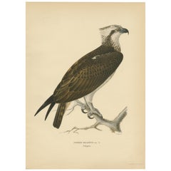Perched Majesty: The Osprey by Wilhelm von Wright - A 1927 Börtzells Lithograph