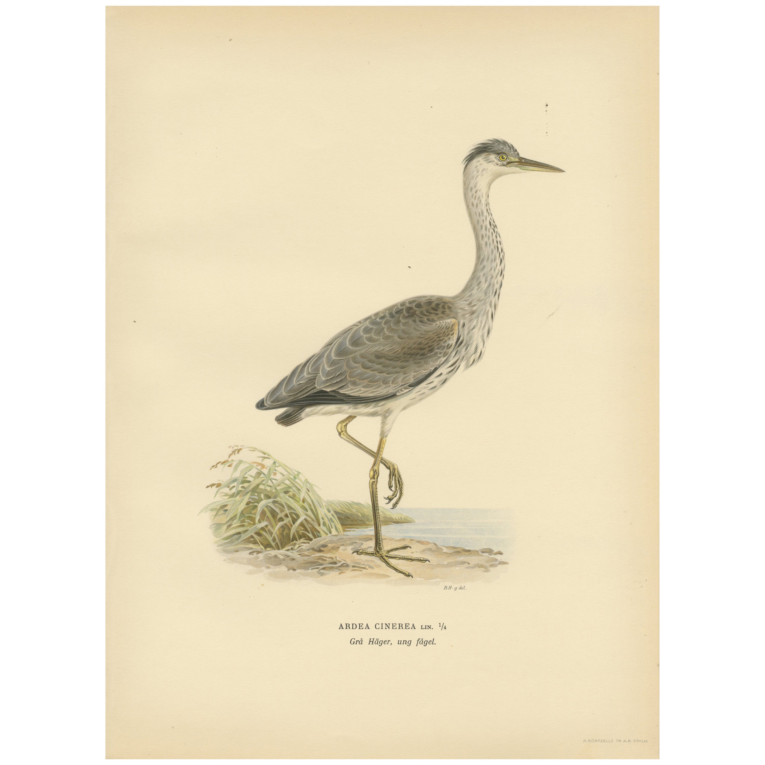 The Young Grey Heron from the "Svenska Fåglar Lithographs Series, 1929 For Sale
