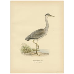 Antique The Young Grey Heron from the "Svenska Fåglar Lithographs Series, 1929