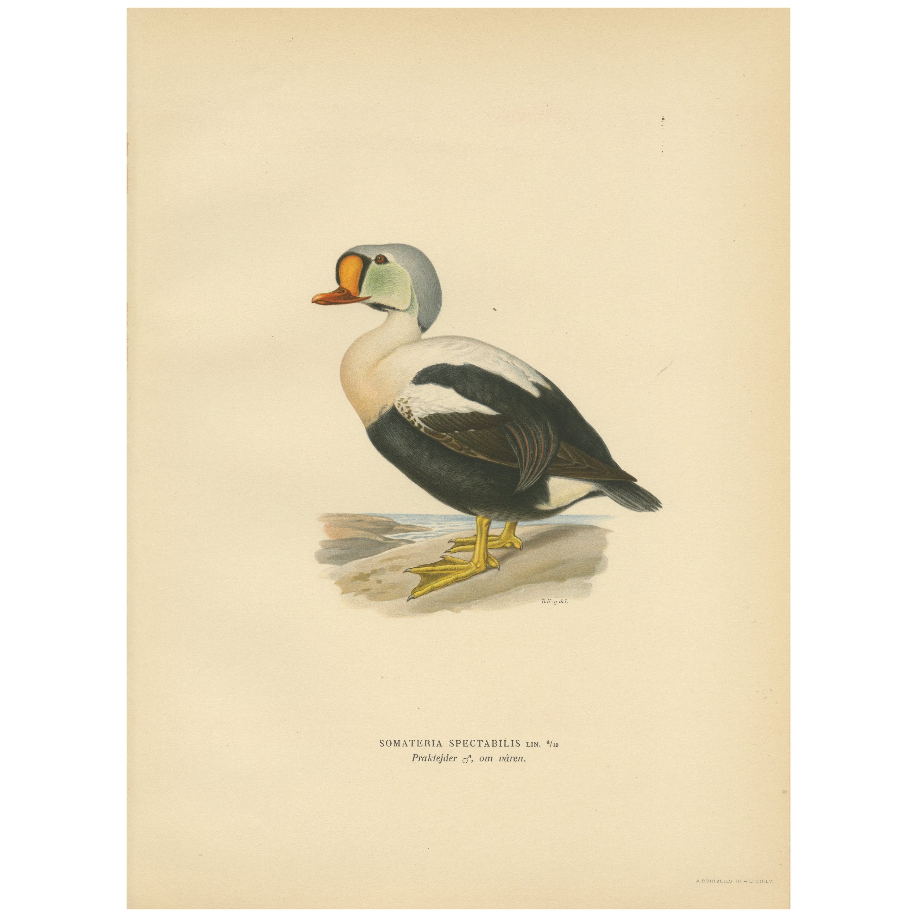 King Eider in Repose: The Somateria Spectabilis from the Nordic Aviary, 1929 For Sale