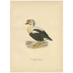 King Eider in Repose : The Somateria Spectabilis from the Nordic Aviary, 1929