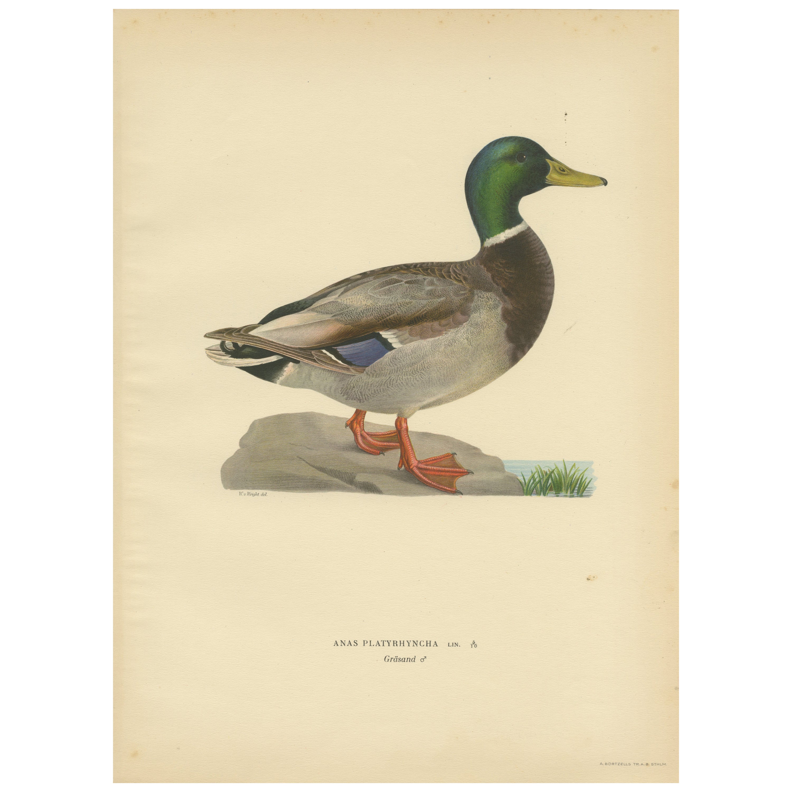 Original Litho des Mallard (Anas Platyrhynchos) in naturalistischem Detail, 1929