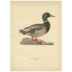 Lithographie originale de la Mallard (Anas Platyrhynchos) avec détails naturalistes, 1929