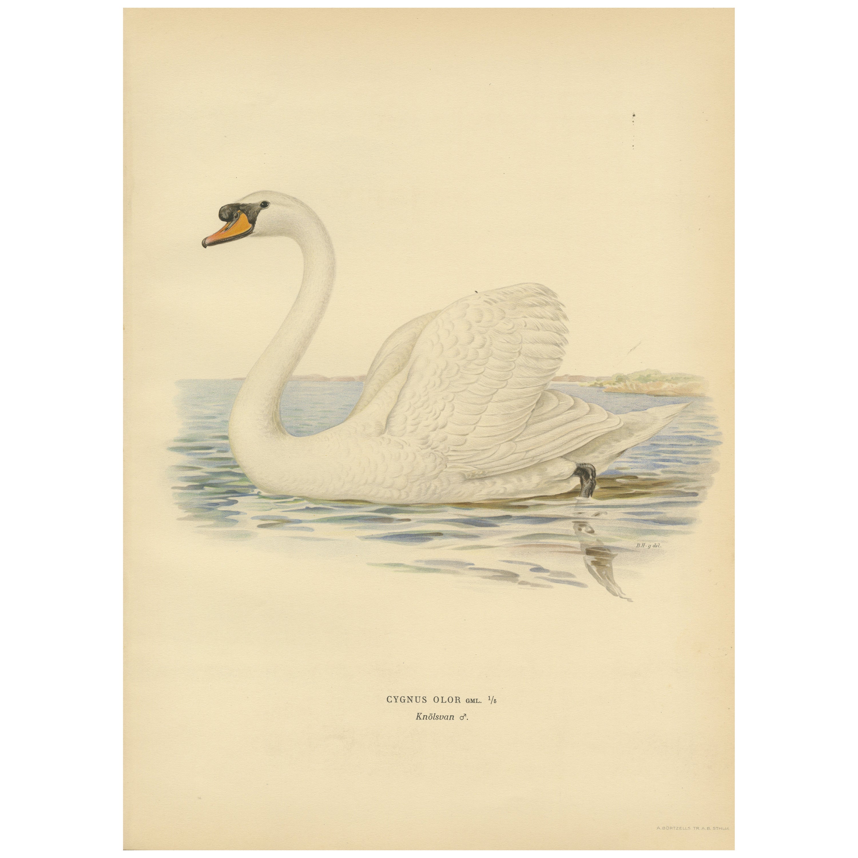 Anmut auf dem Wasser: The Mute Swan (Cygnus olor) in Repose, 1929 im Angebot