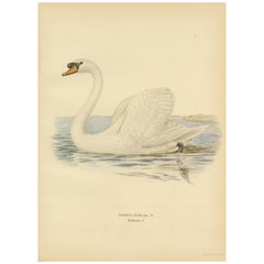 Grace on the Water: The Mute Swan (Cygnus olor) in Repose, 1929