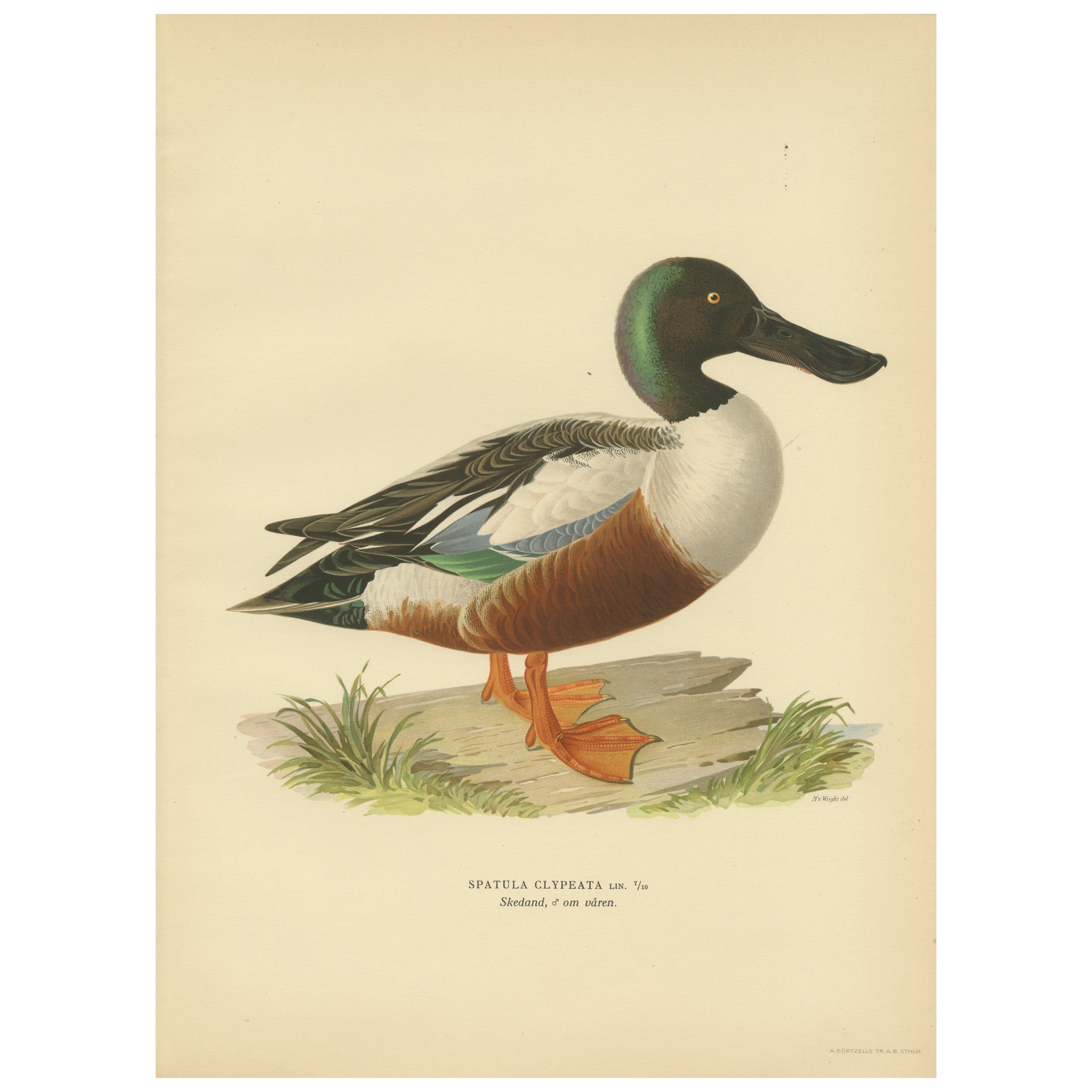 Northern Shoveler in Detail: A Study of Spatula Clypeata in Lithograph, 1929