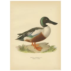 Antique Northern Shoveler in Detail: A Study of Spatula Clypeata in Lithograph, 1929