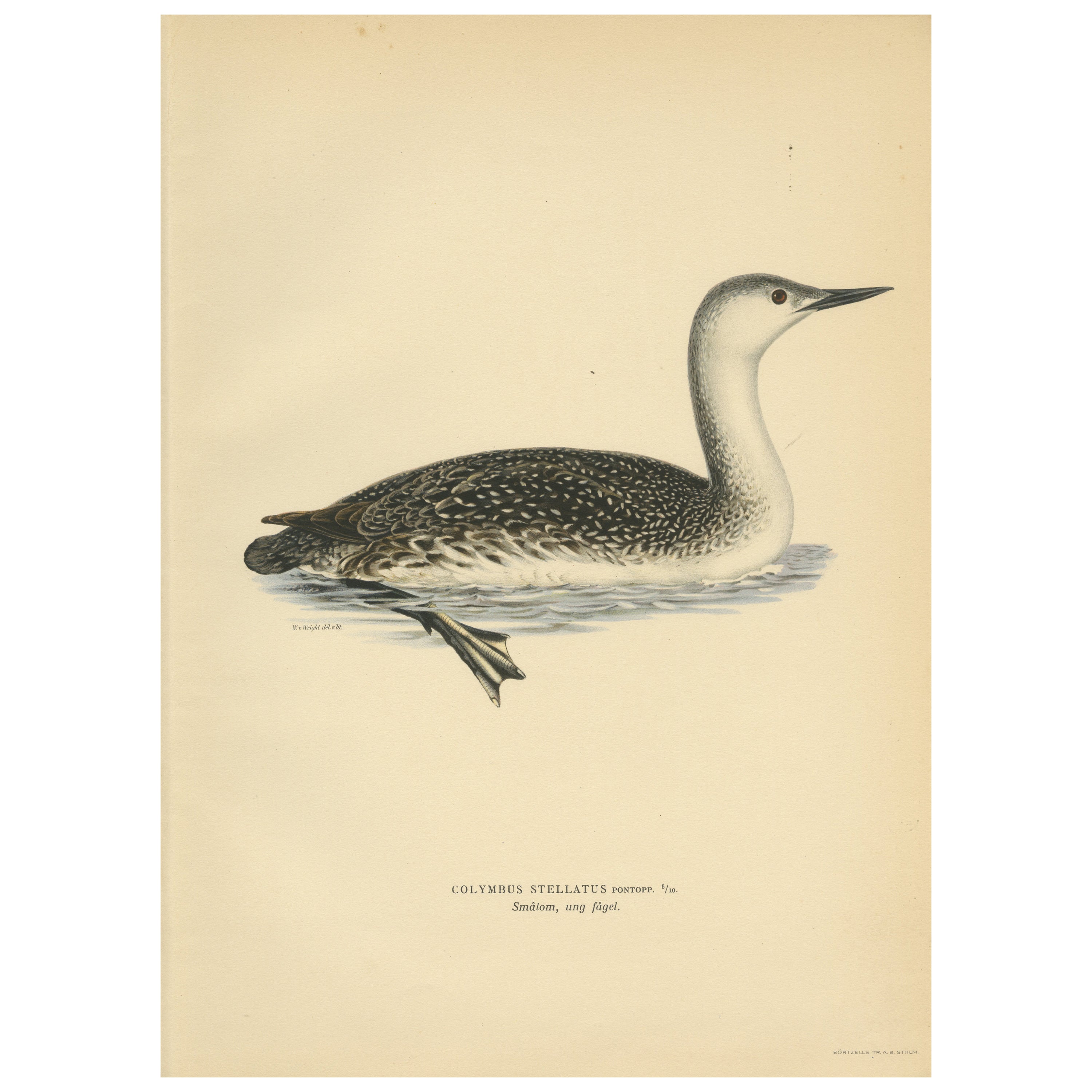 Arctic Diver Lithograph: The Red-throated Loon (Gavia stellata), 1927 For Sale