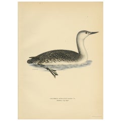 Arctic Diver Lithograph: The Red-throated Loon (Gavia stellata), 1927