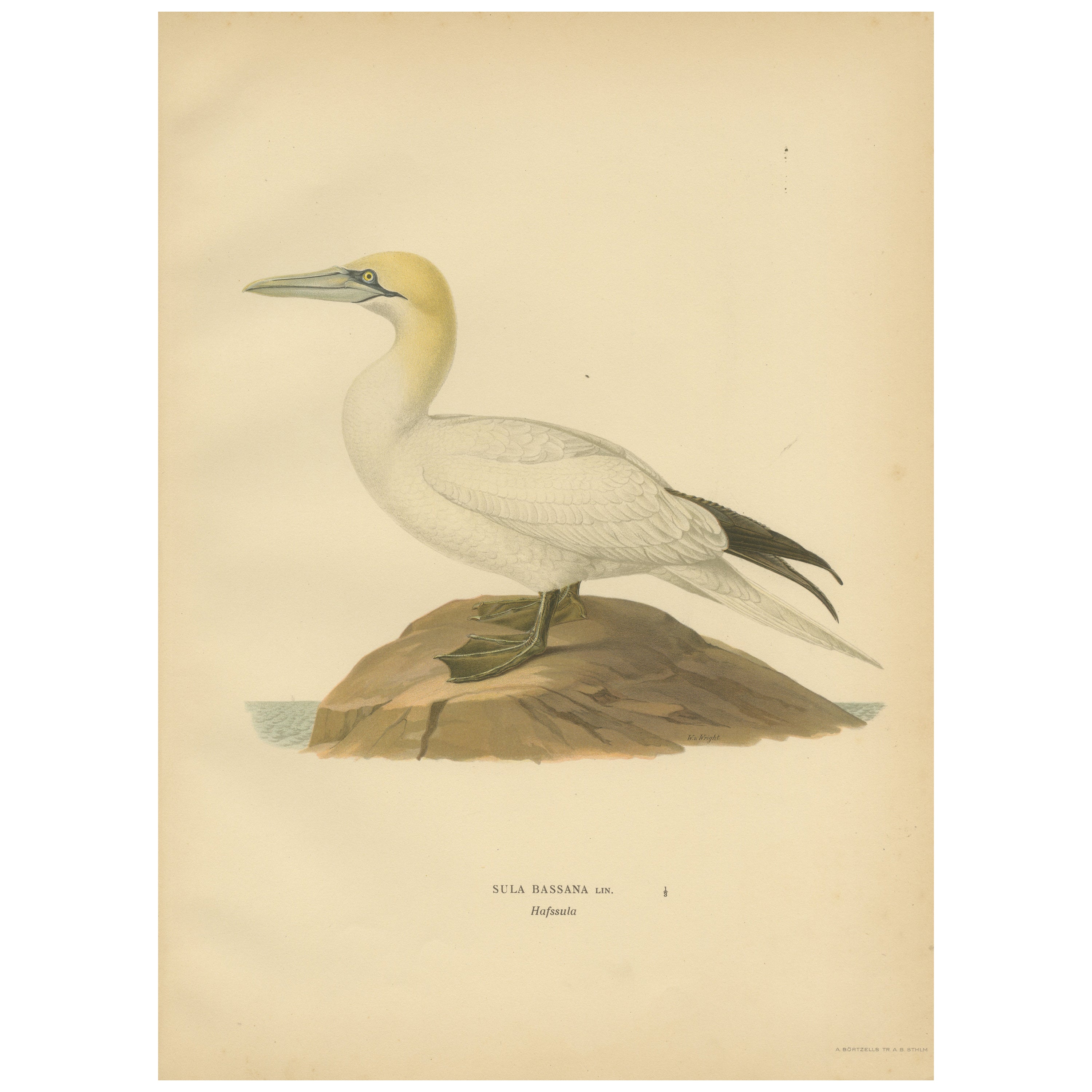 Litografía de La perca real: El alcatraz boreal (Sula bassana), 1927
