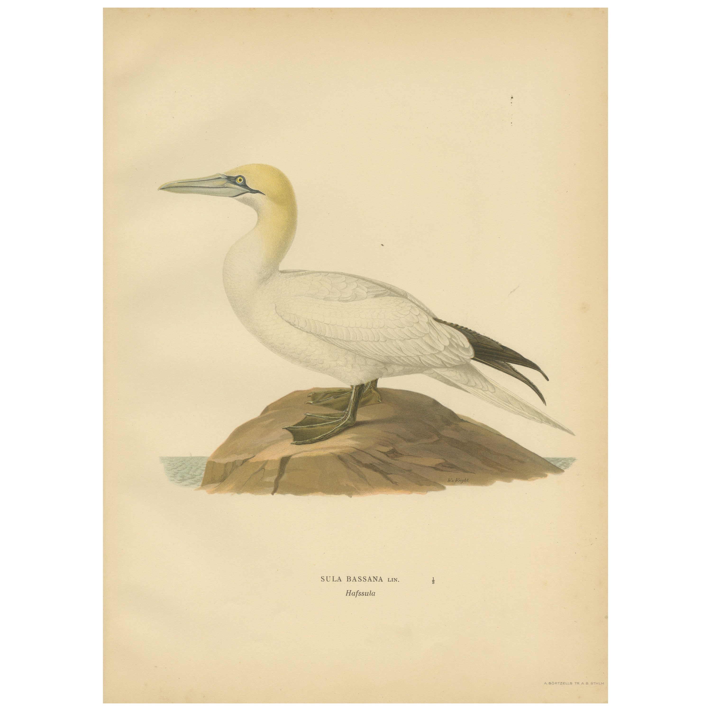 Lithographie von The Regal Perch: The Northern Gannet (Sula bassana), 1927