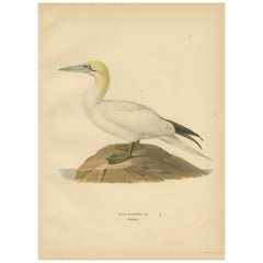 Lithograph of The Regal Perch: The Northern Gannet (Sula bassana), 1927