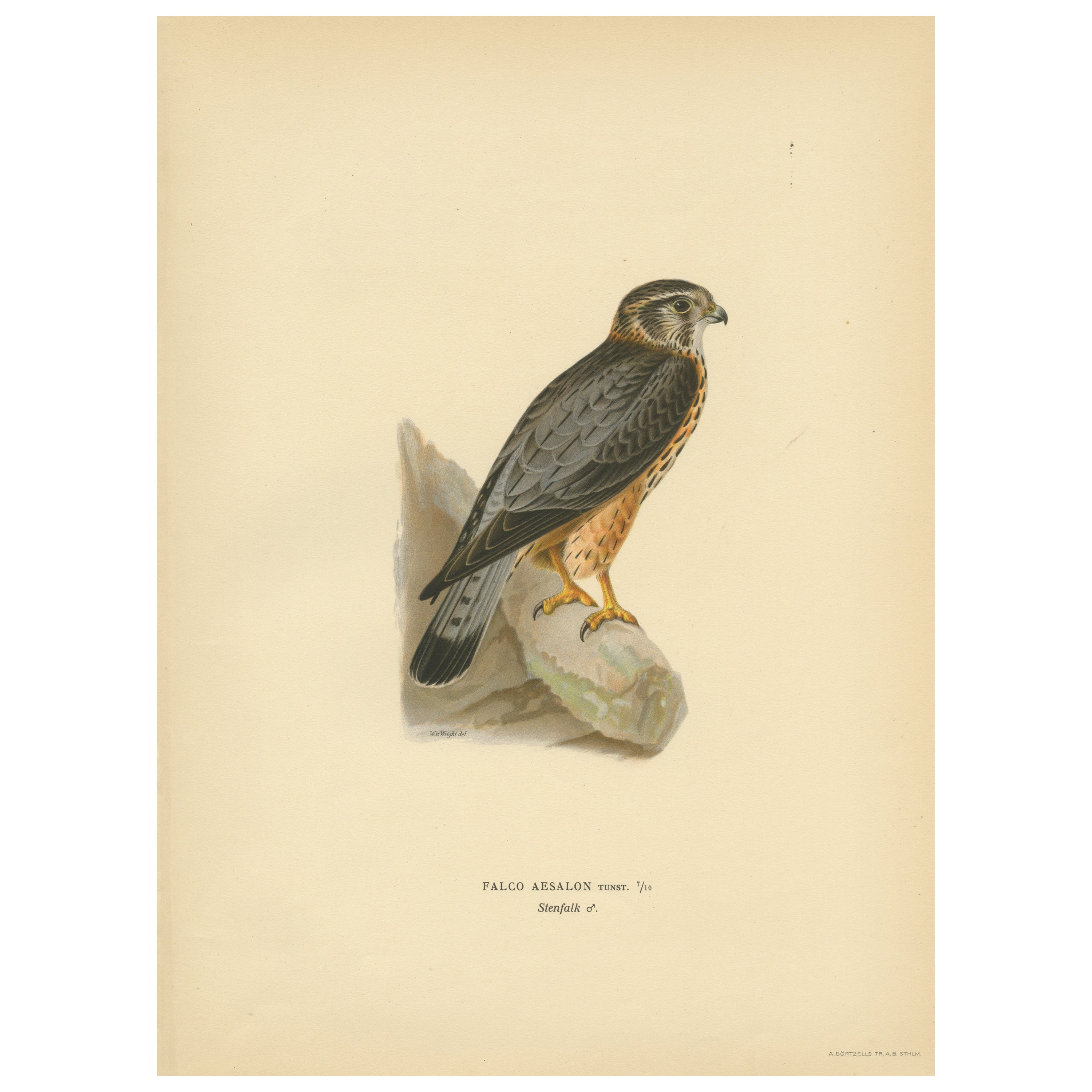 Original Lithographie eines geflügelten Predatoren: Der Merlin (Falco Aesalon), 1927 im Angebot