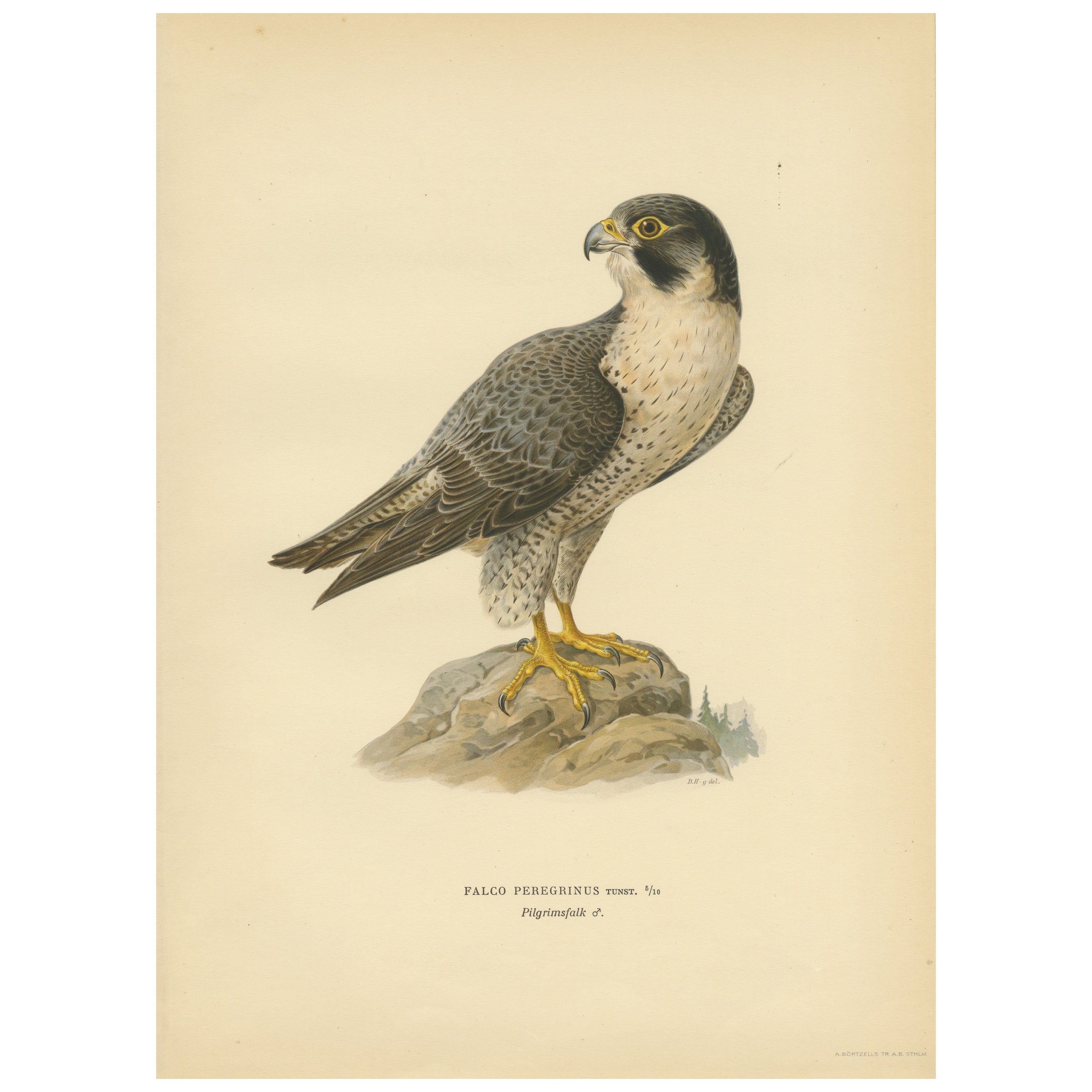 Souverain du ciel : Lithographie du Falcon pèlerin (Falco peregrinus), 1927