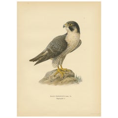 Sovereign of the Skies: Litho of The Peregrine Falcon (Falco peregrinus), 1927