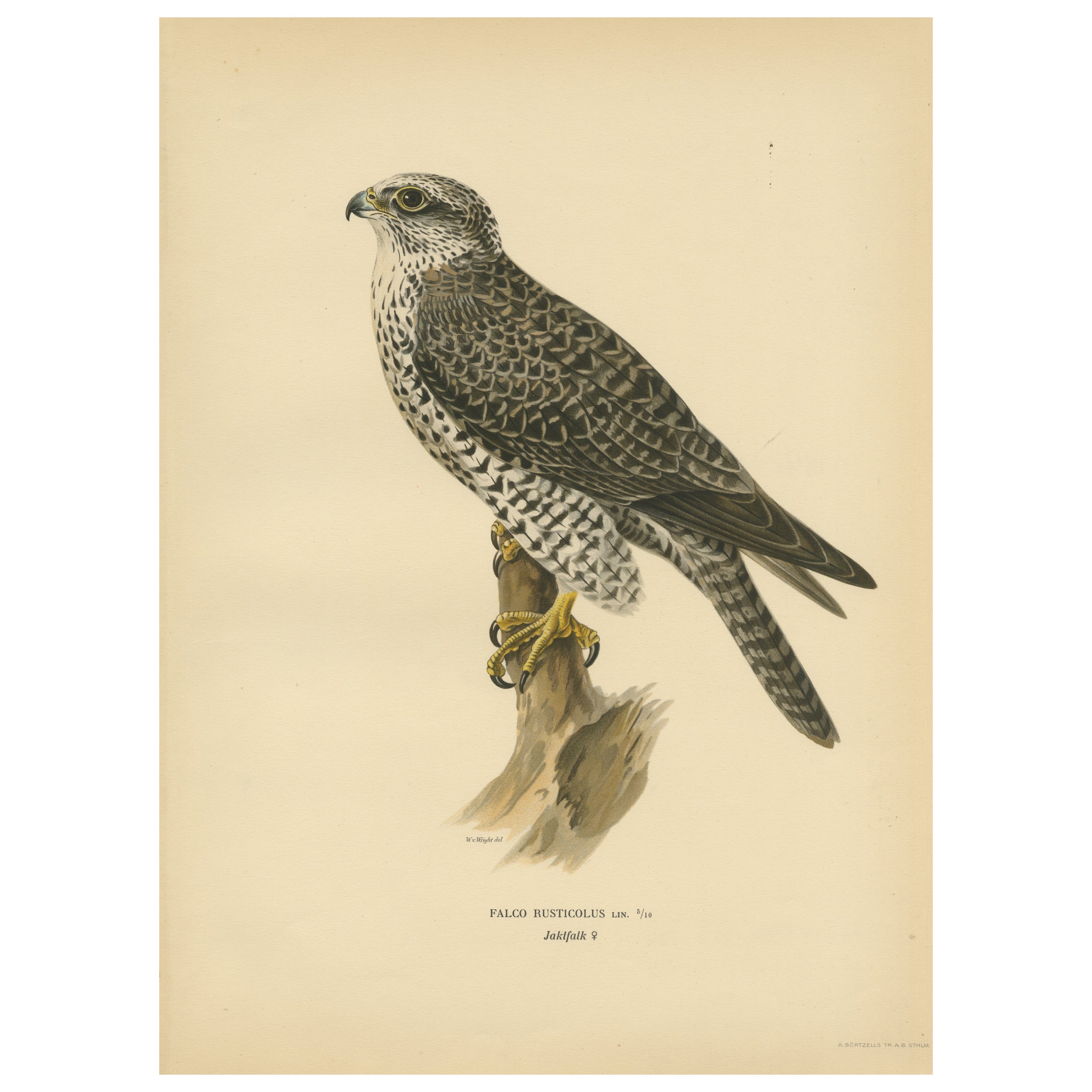 Watchful Hunter: The Gyrfalcon (Falco rusticolus), 1927 For Sale