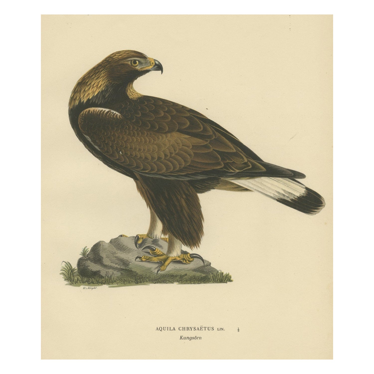 Majestueux gazon : L'aigle doré (Aquila chrysaetos), 1929