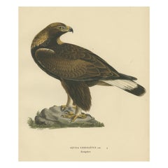 Majestic Gaze: The Golden Eagle (Aquila chrysaetos), 1929