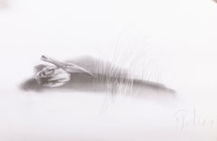 Dibujo - José Rodrigues