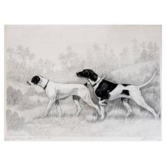 Antique Dog Drawing of Field Trial Champion Mary Blue and Norias Roy 