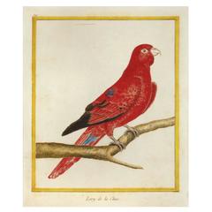 Lory de la Chine, Red Lory, circa 1786