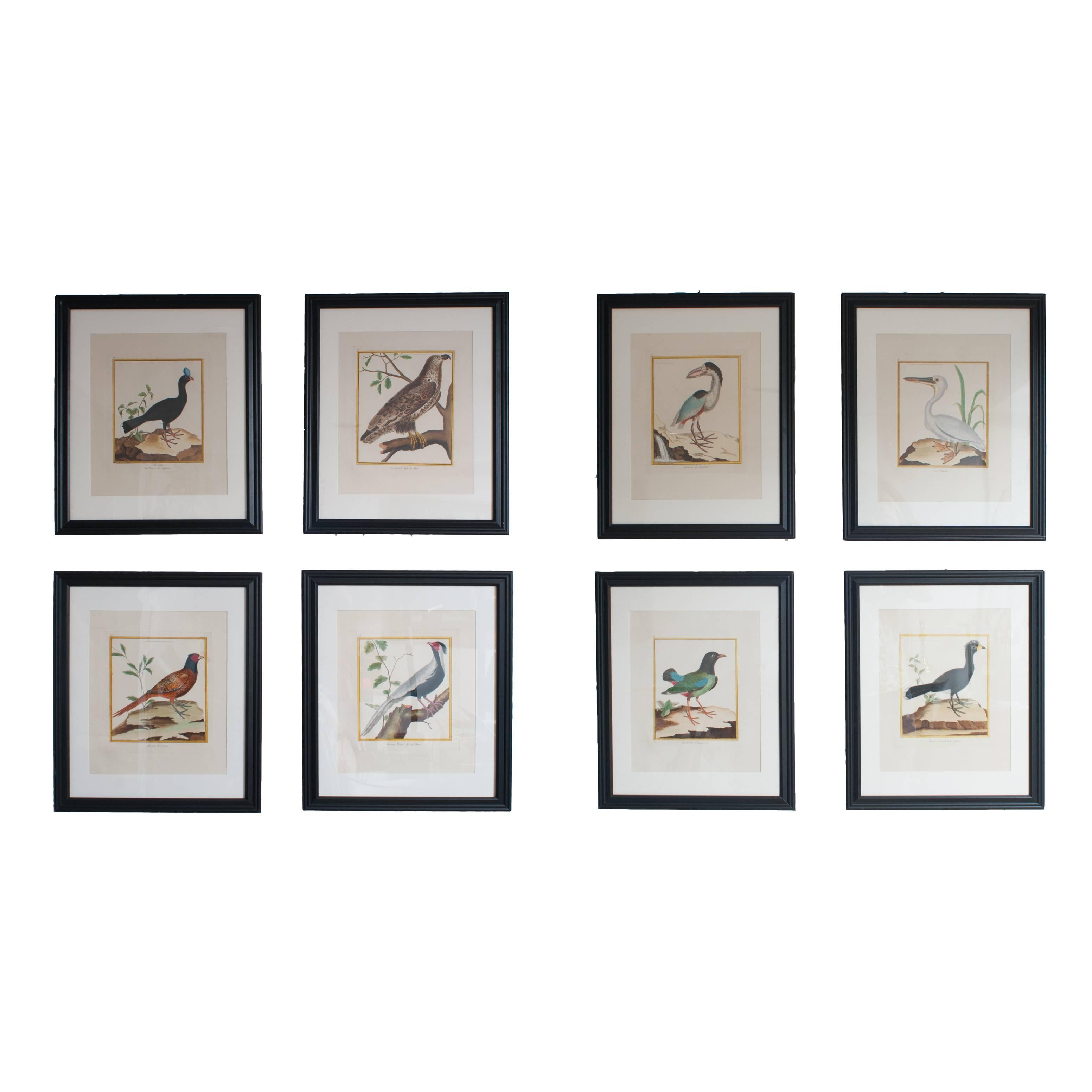 Sechs handkolorierte Gravuren von Vögeln in neuen Rahmen und mattiert. Von Martinet.