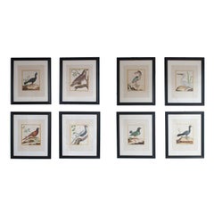 Six Hand Colored Engravings of Birds in New Frames & Matting. By Martinet.