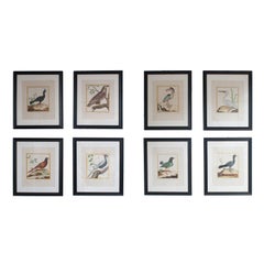 Six gravures d'oiseaux colorées à la main dans de nouveaux cadres et mats Par Martinet.