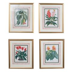 Set of Four Botanical Hand-Colored Lithographs by Louis Van Houtte
