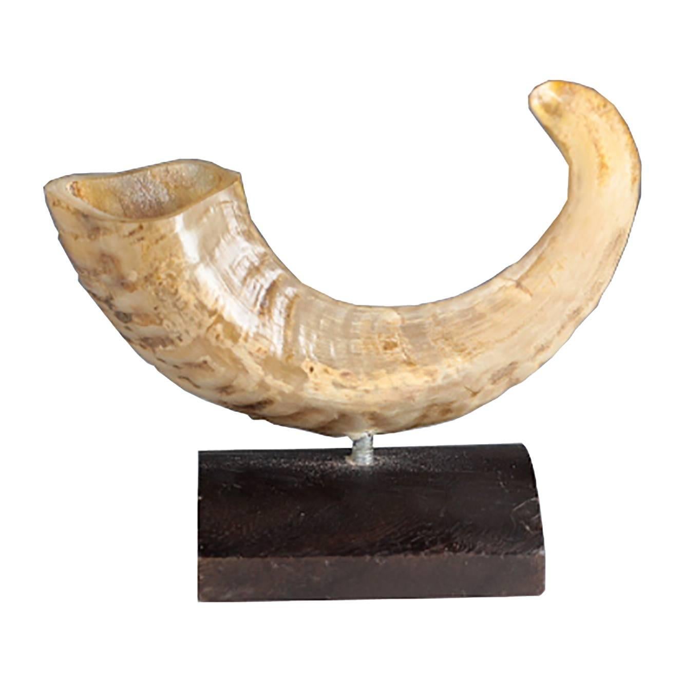 Early 20th Century Mounted Ram Horn
