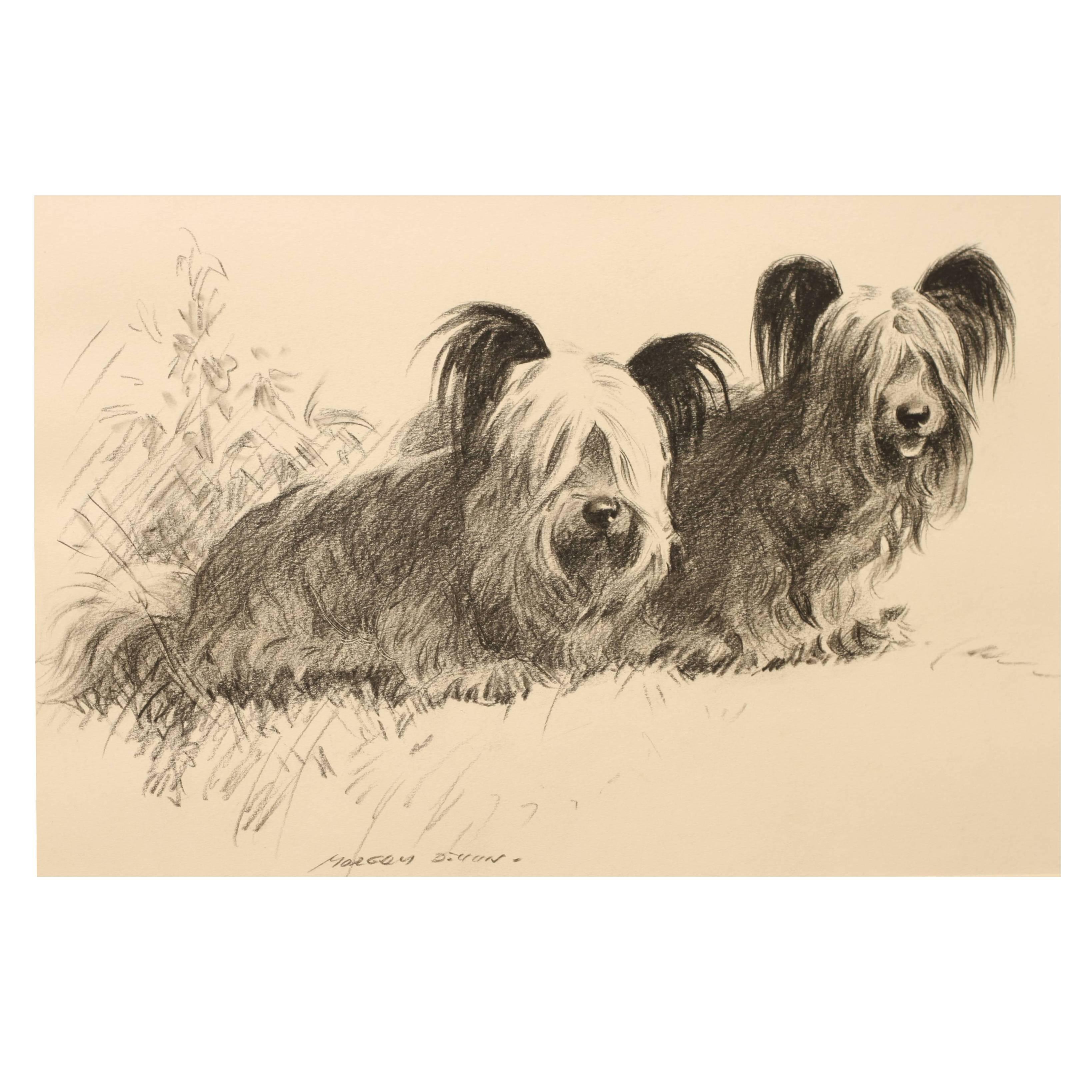 Pencil and Crayon Drawing of Skye Terrier Dogs   For Sale