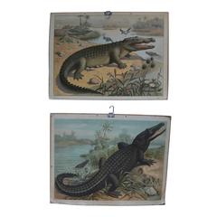 Early German Educational Prints of Crocodile