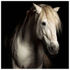 "Virtue, " Plexiglass Mounted Color Horse Photo by Lisa Houlgrave
